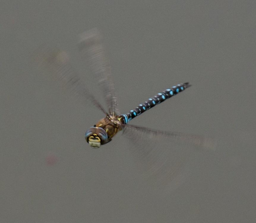 libelle-herbstmosaikjungfer-schaut-in-kamera.jpg