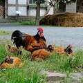 Hessenpark Vorwerk Huhn alte Hühner Rasse