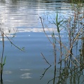 Blaues ruhiges Teich Wasser mit Schilf