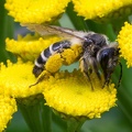 biene-pollen-makro-100mm.jpg