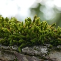 moss-stacking-gx80-30mm.jpg